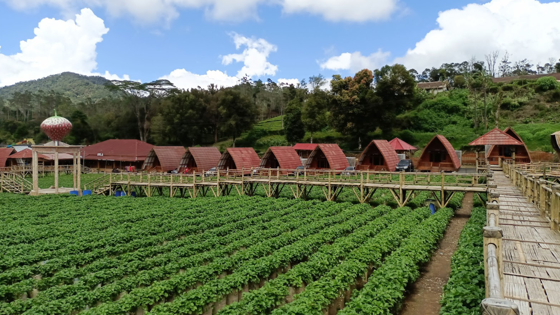 dusun-strawberry-walini