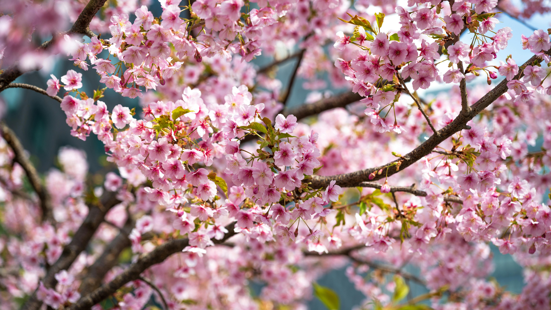 sakura