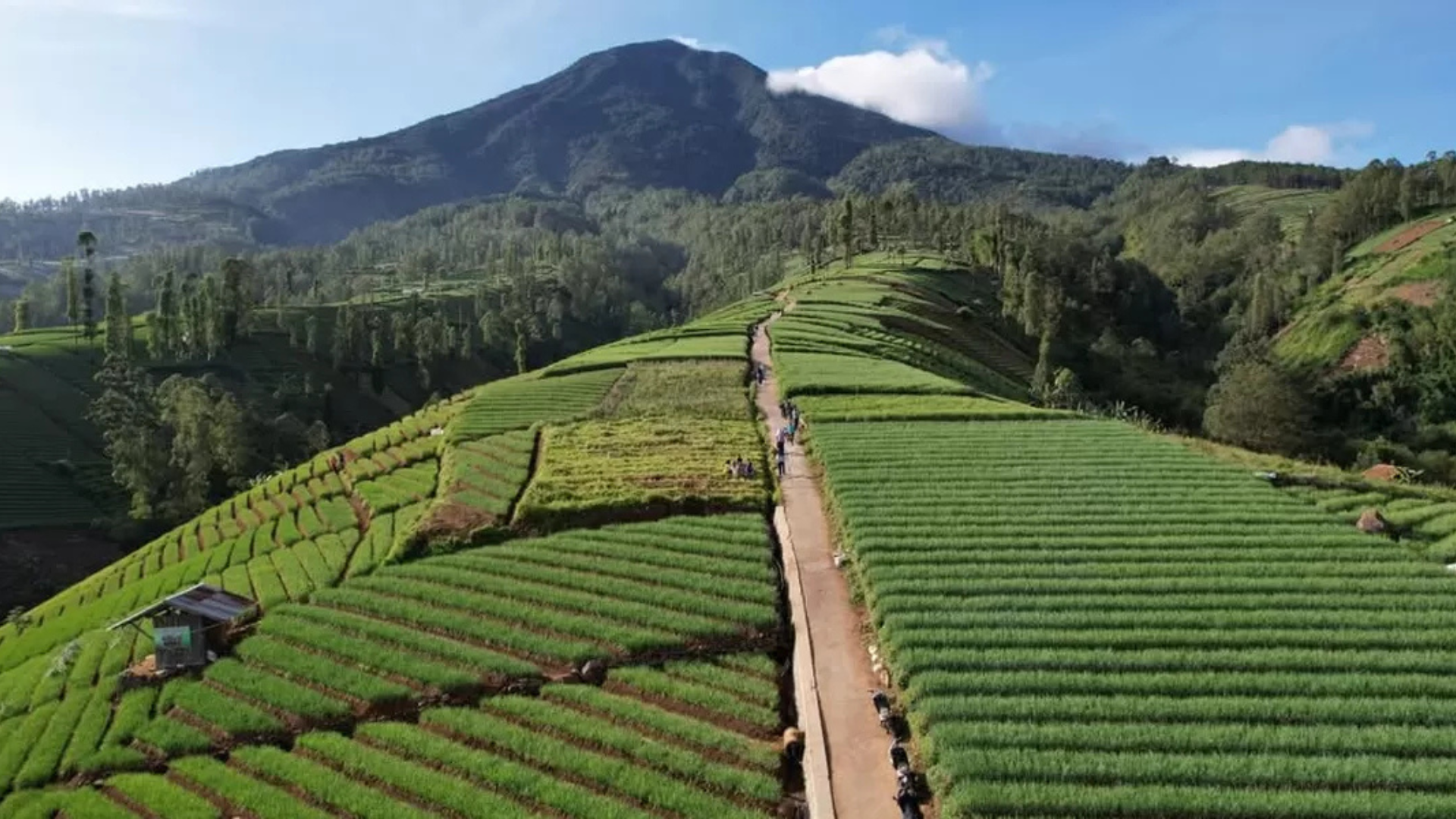 terasering-garut
