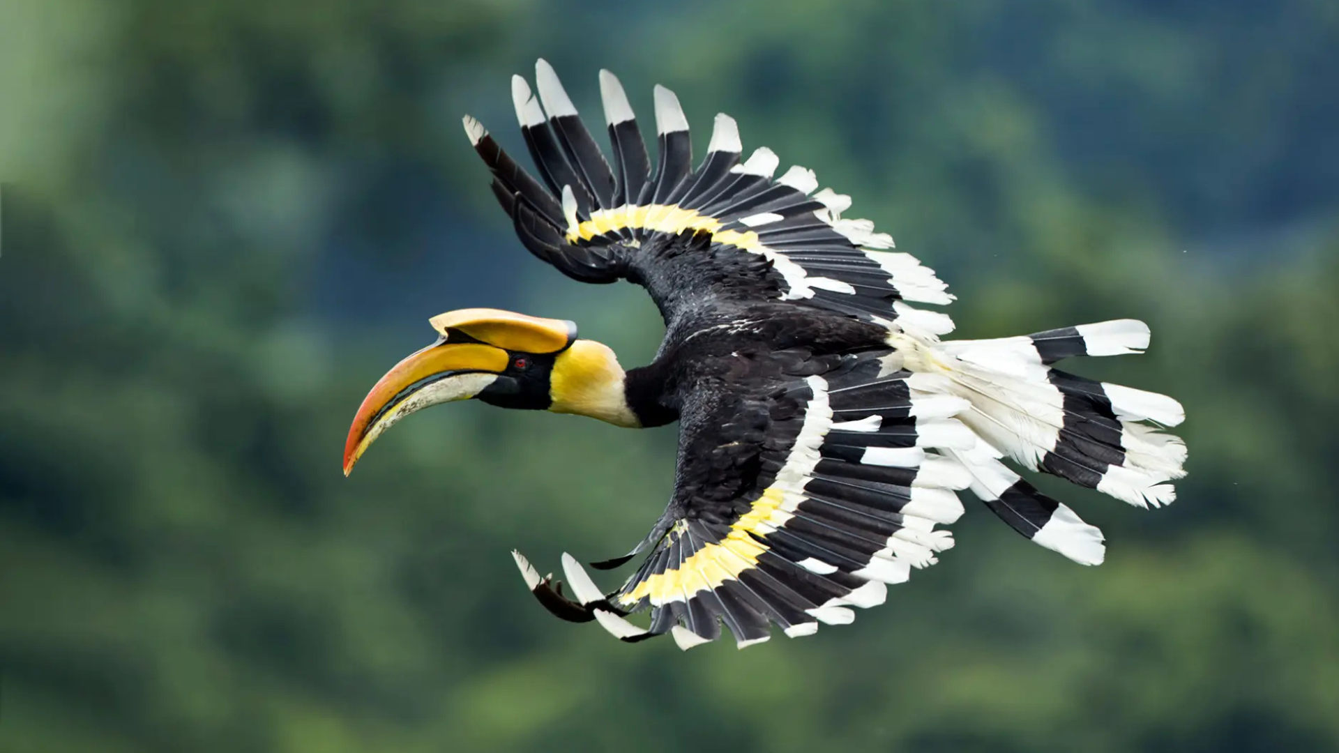 burung-rangkong